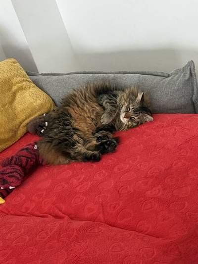 Coque personnalisée photo de chat